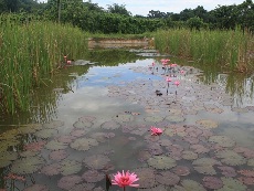 Wetland Cell 2 (Surface Flow) with view of Water Lily