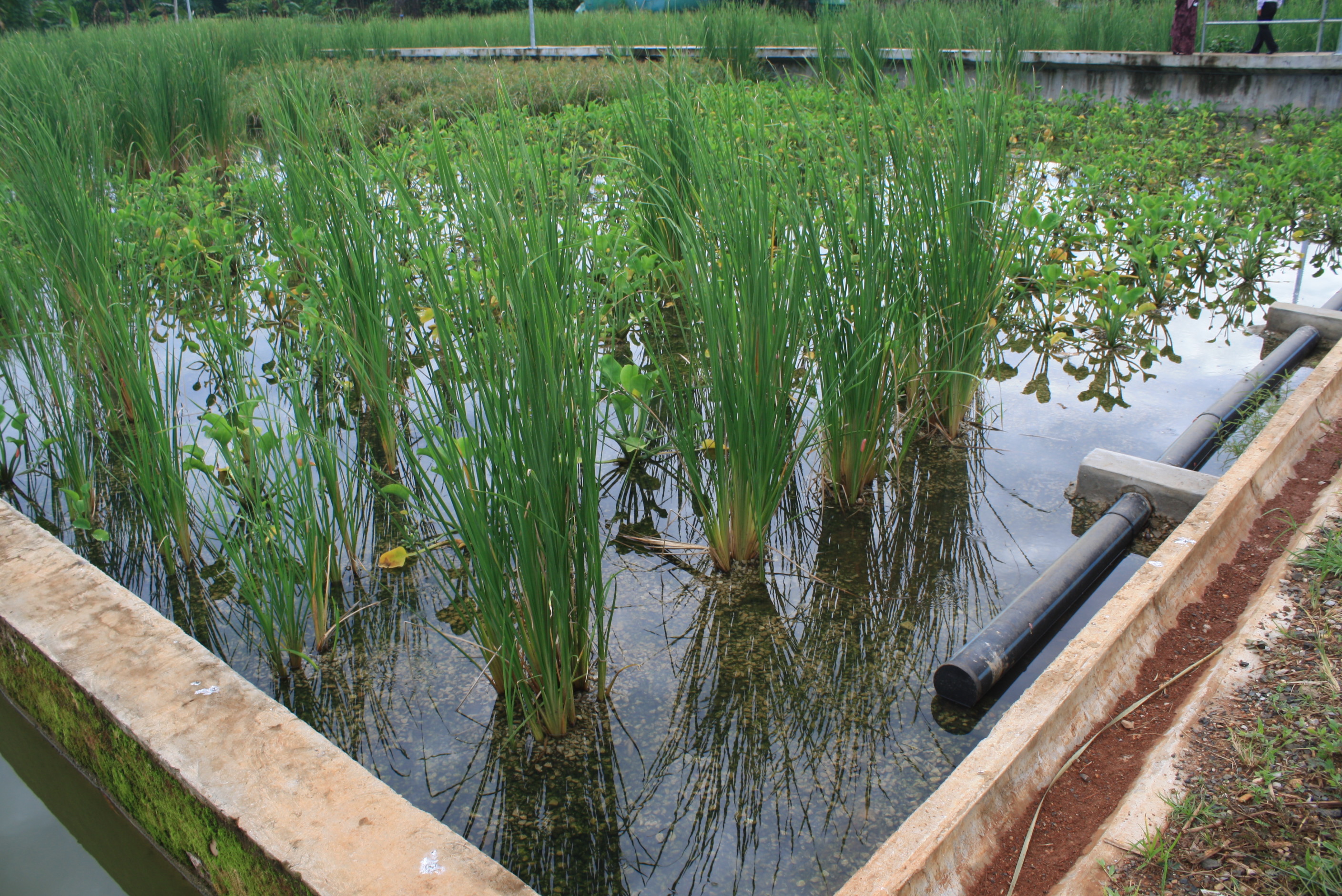 Wetland cell 1 (Subsurface Flow)